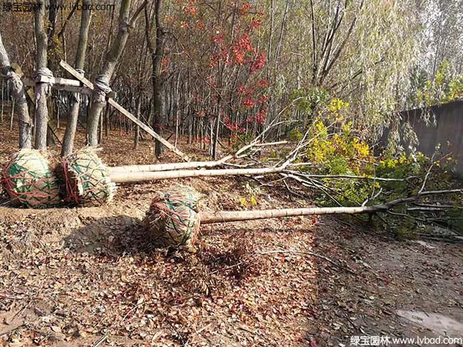 16公分18公分20公分欒樹種植基地