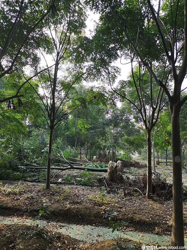 16公分18公分20公分欒樹種植基地