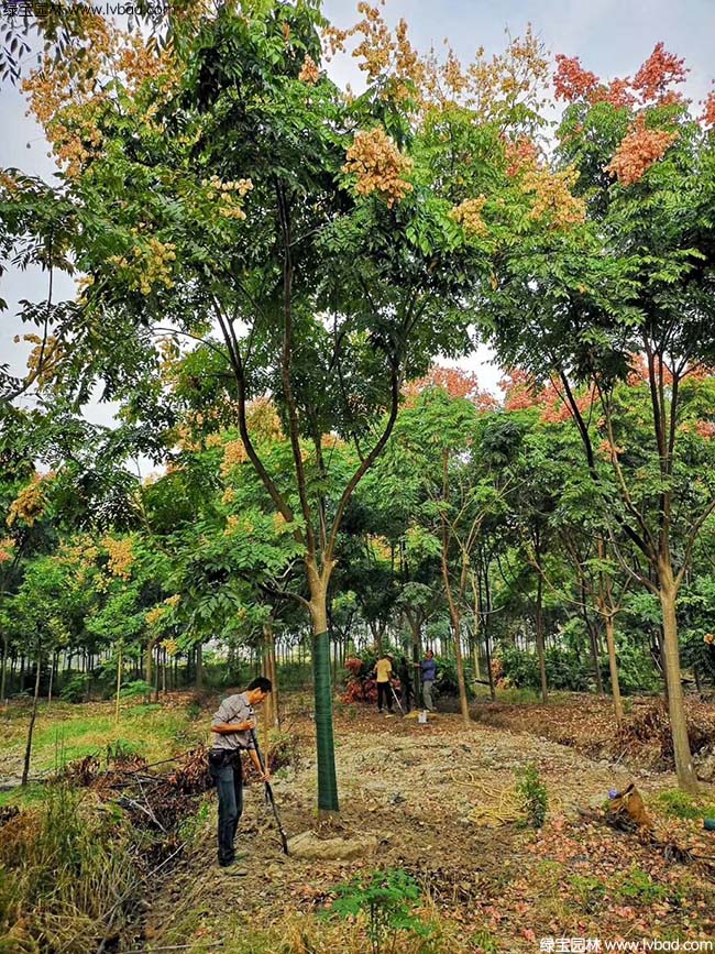 16公分18公分20公分欒樹種植基地