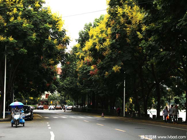 園林綠化欒樹效果圖片道路實(shí)拍