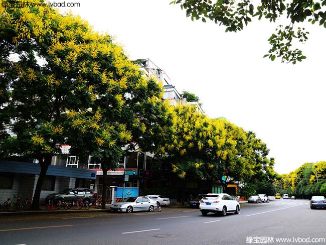 園林綠化欒樹效果圖片道路實(shí)拍