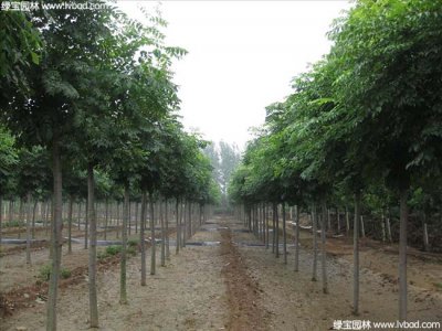 黃山欒樹