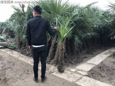 棕櫚樹
