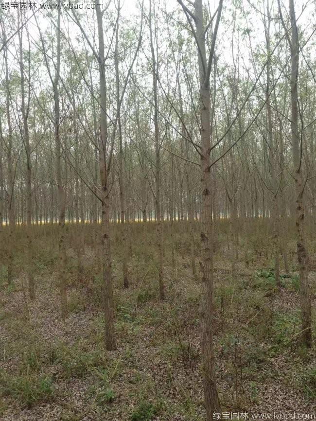 竹柳圖片竹柳基地