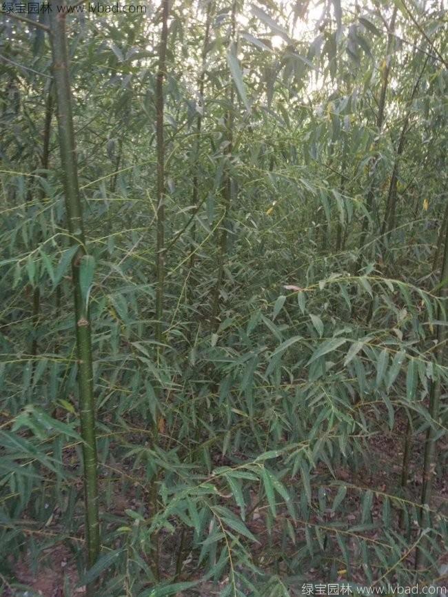 竹柳圖片竹柳基地