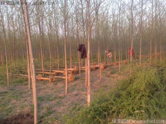 竹柳圖片竹柳基地