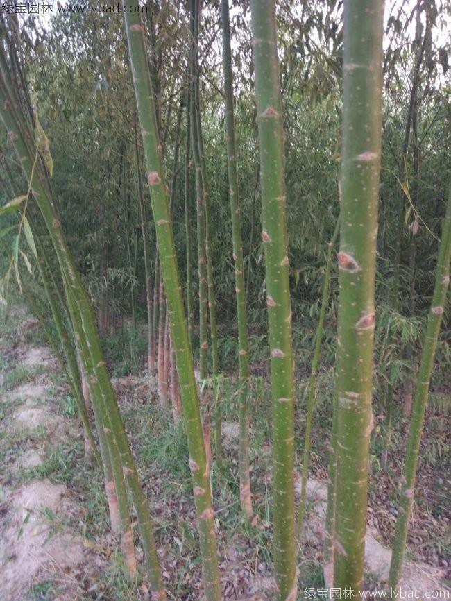 竹柳圖片竹柳基地