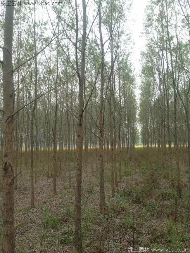 竹柳圖片竹柳基地