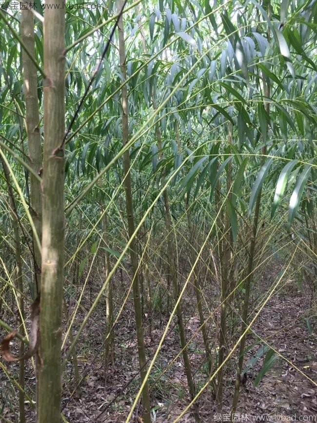 竹柳圖片竹柳基地