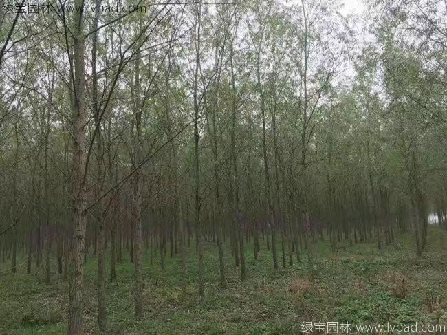 竹柳圖片竹柳基地
