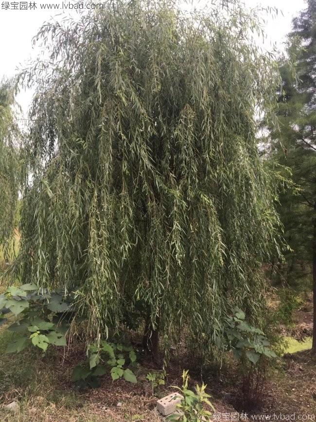 青皮垂柳圖片