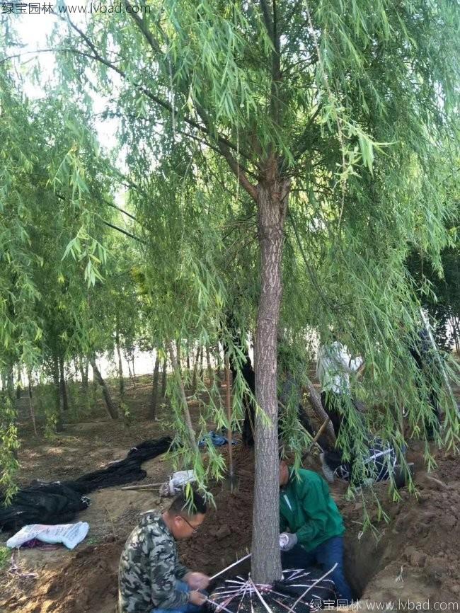 青皮垂柳圖片