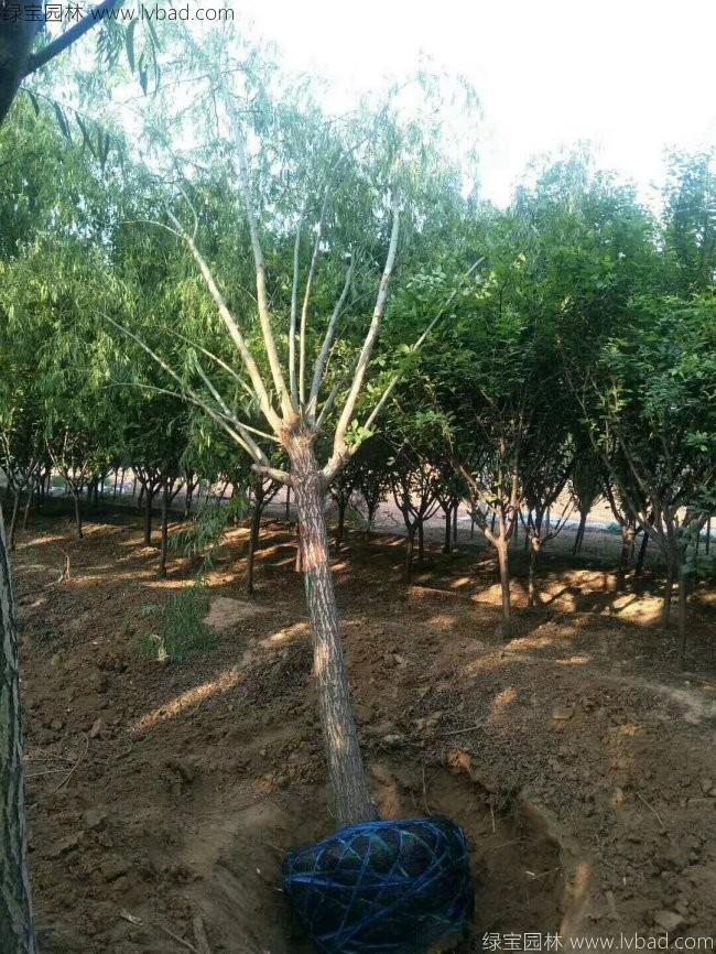 青皮垂柳圖片
