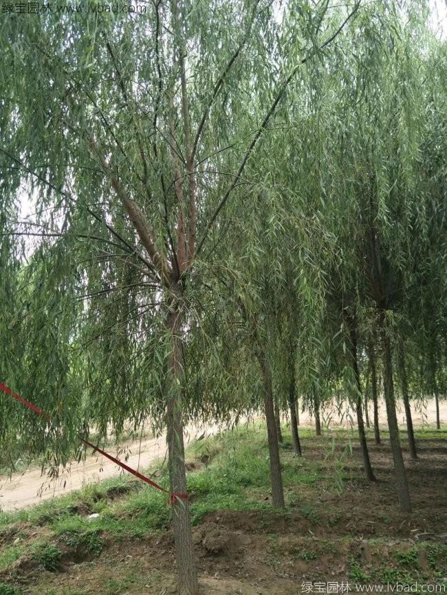 青皮垂柳圖片