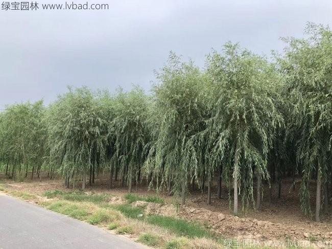 青皮垂柳圖片