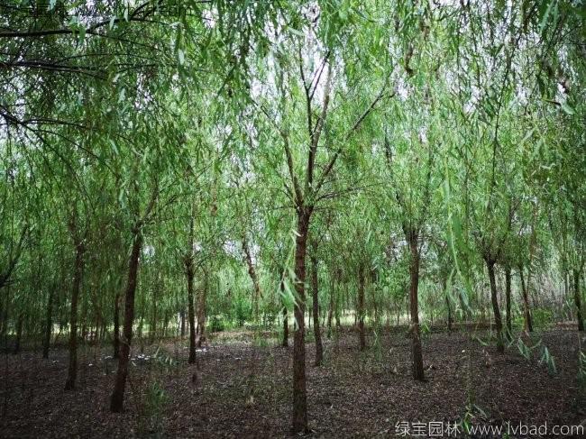 青皮垂柳圖片