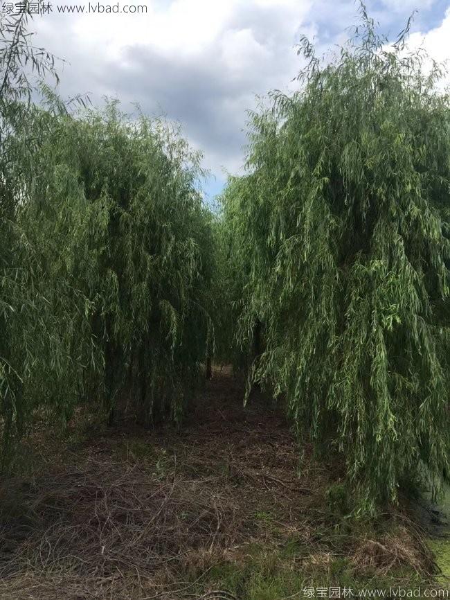 青皮垂柳圖片
