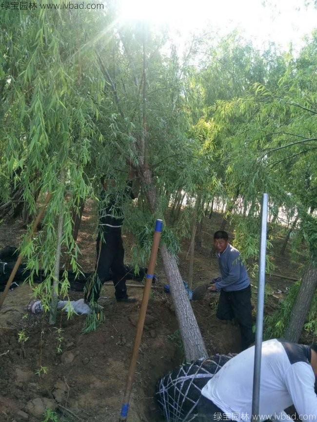 青皮垂柳圖片