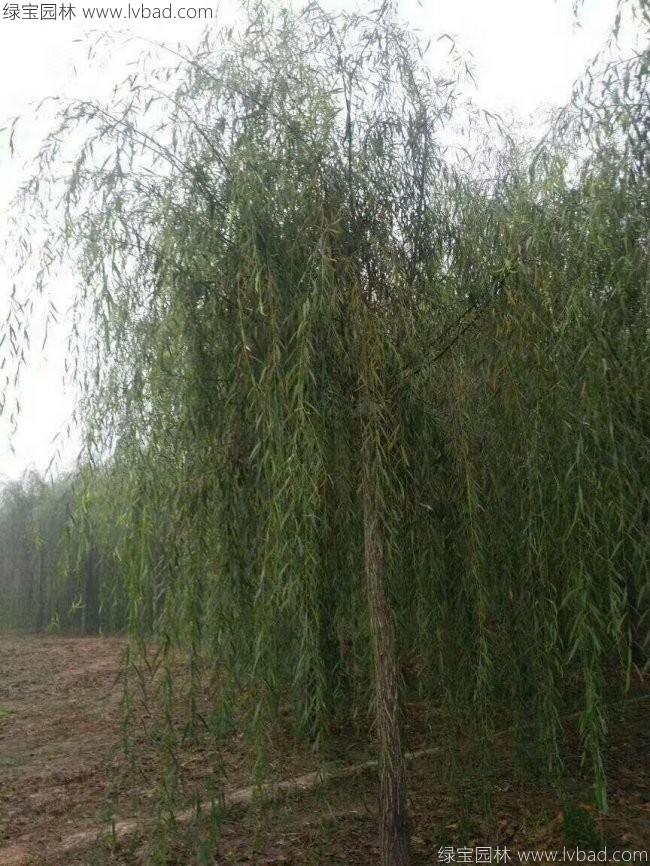 青皮垂柳圖片