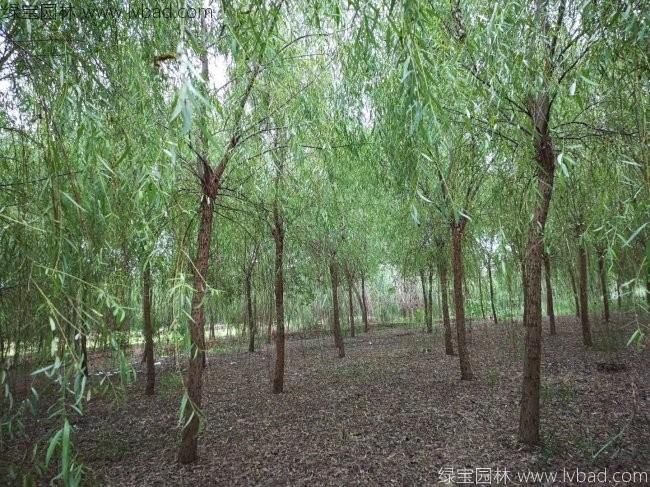 青皮垂柳圖片