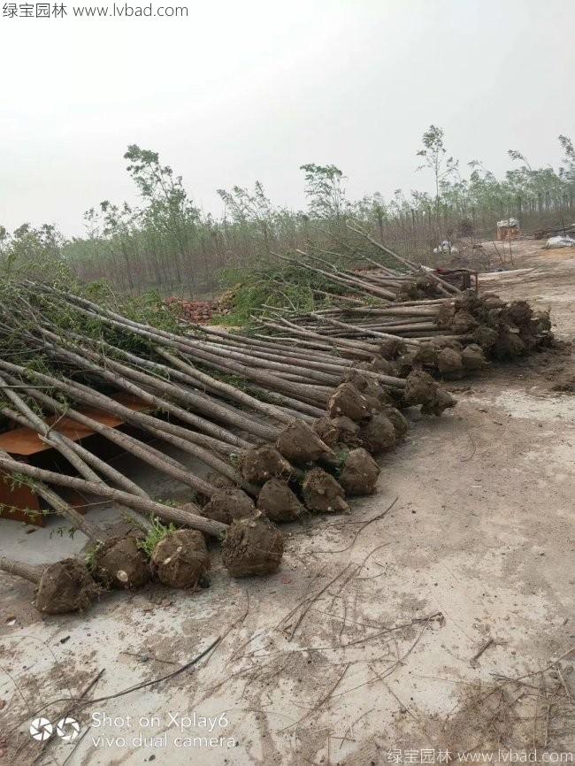 青皮垂柳圖片
