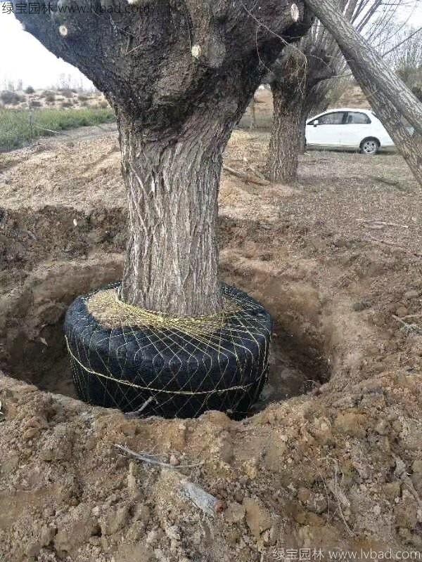 柳樹圖片苗圃種植基地