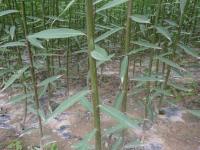 柳樹