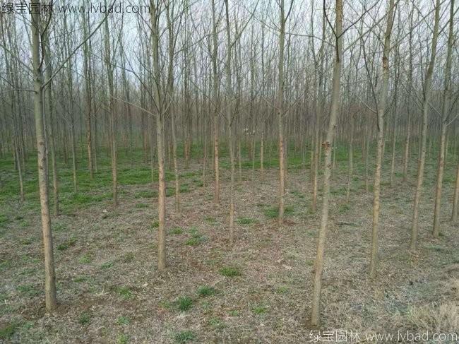 柳樹圖片苗圃種植基地