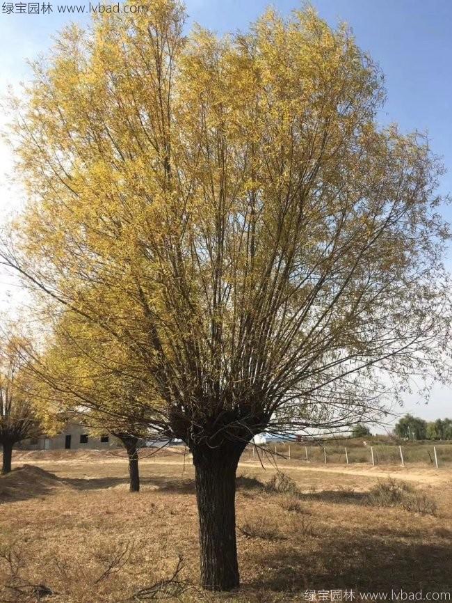 柳樹圖片苗圃種植基地
