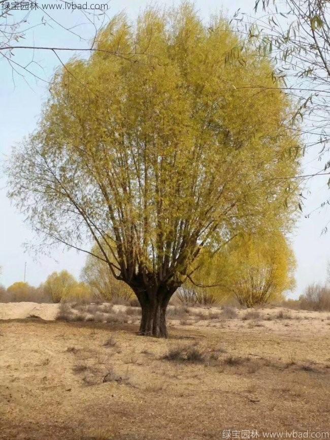 柳樹圖片苗圃種植基地
