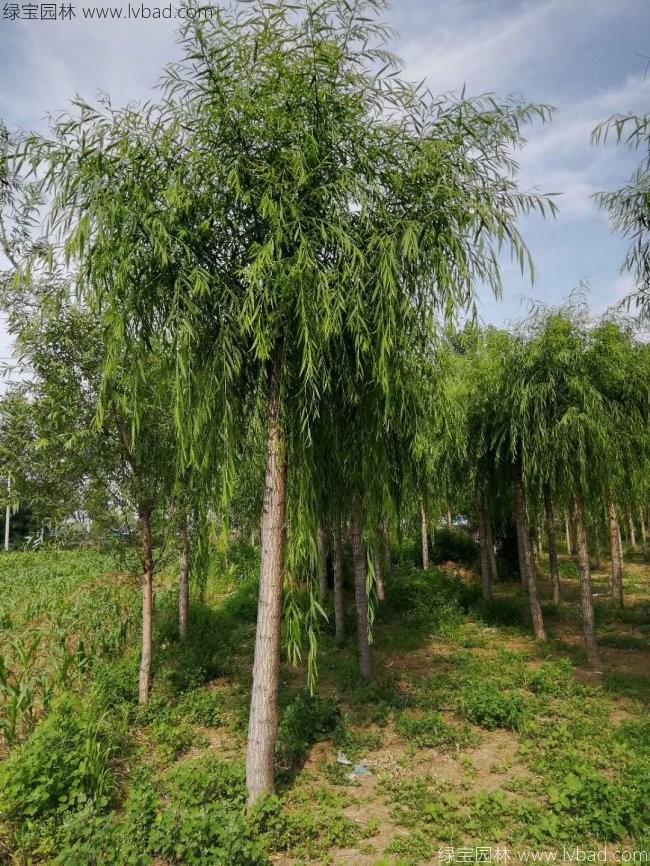 饅頭柳
