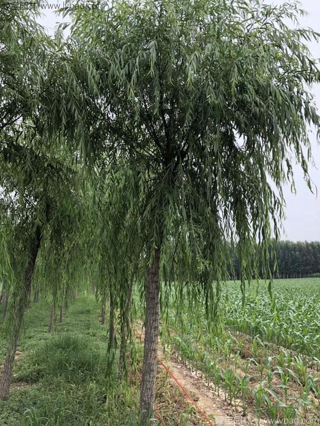 饅頭柳