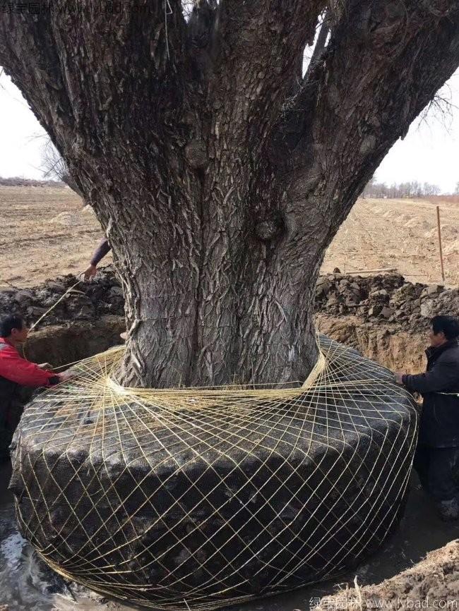 饅頭柳