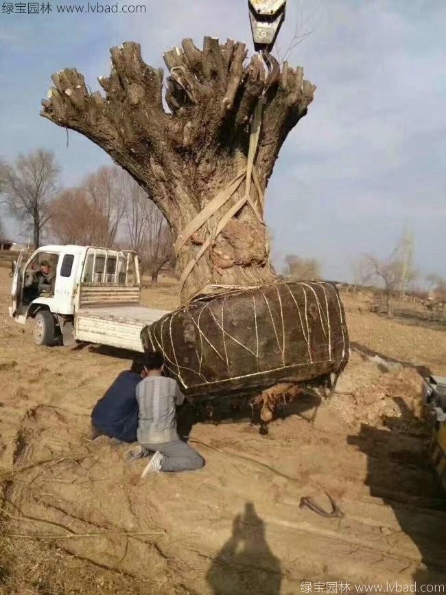 饅頭柳
