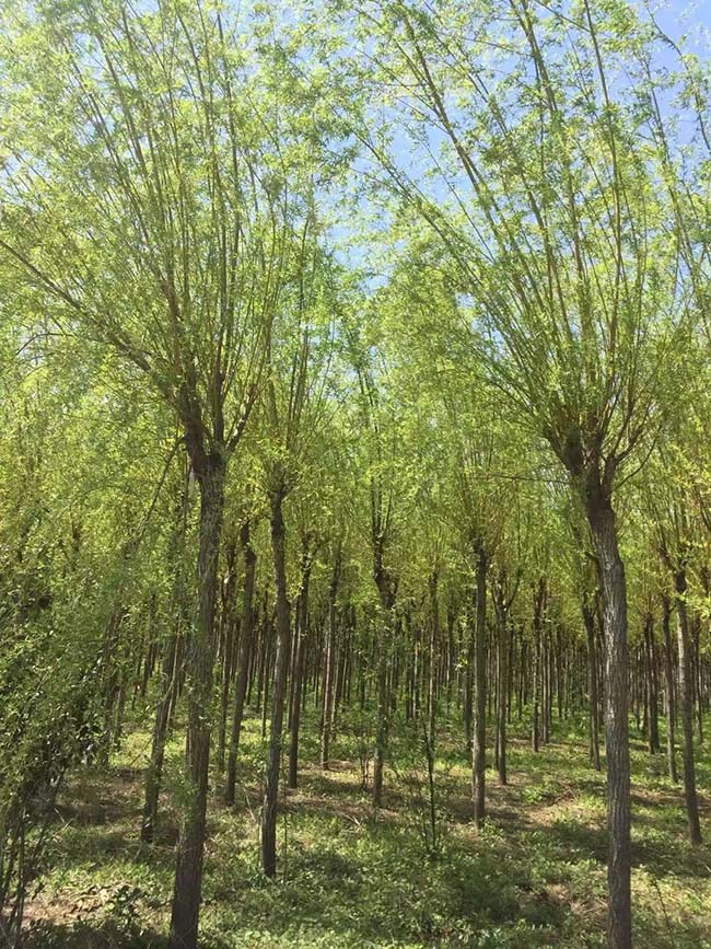 黃金柳