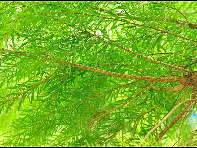 金絲垂柳