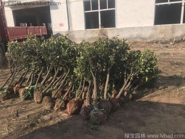 單桿獨(dú)桿大葉黃楊球3-4-5-6公分直徑