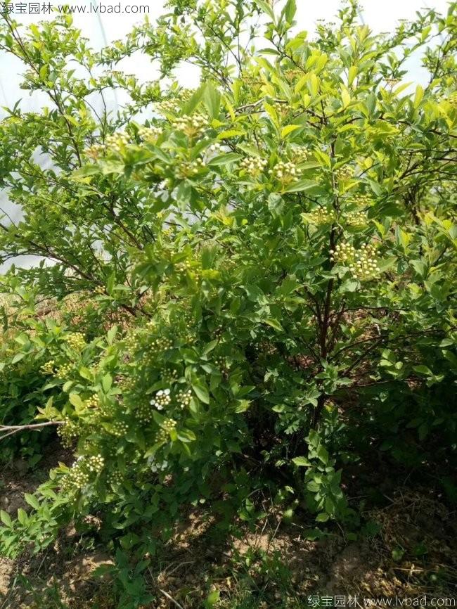 叢生海棠海棠球