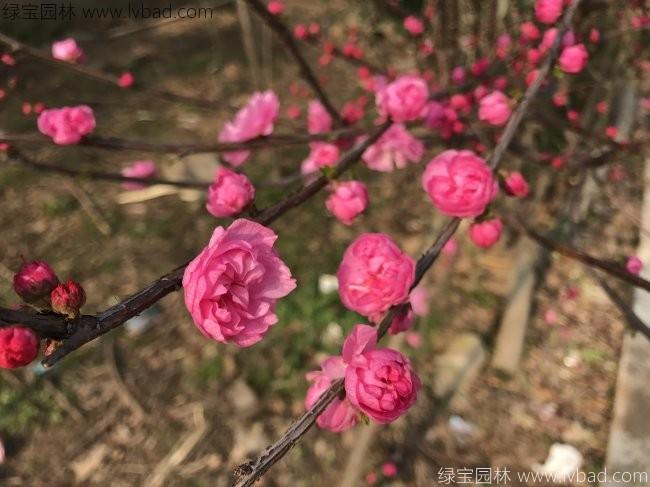 紅梅花紅梅樹(shù)苗木植物