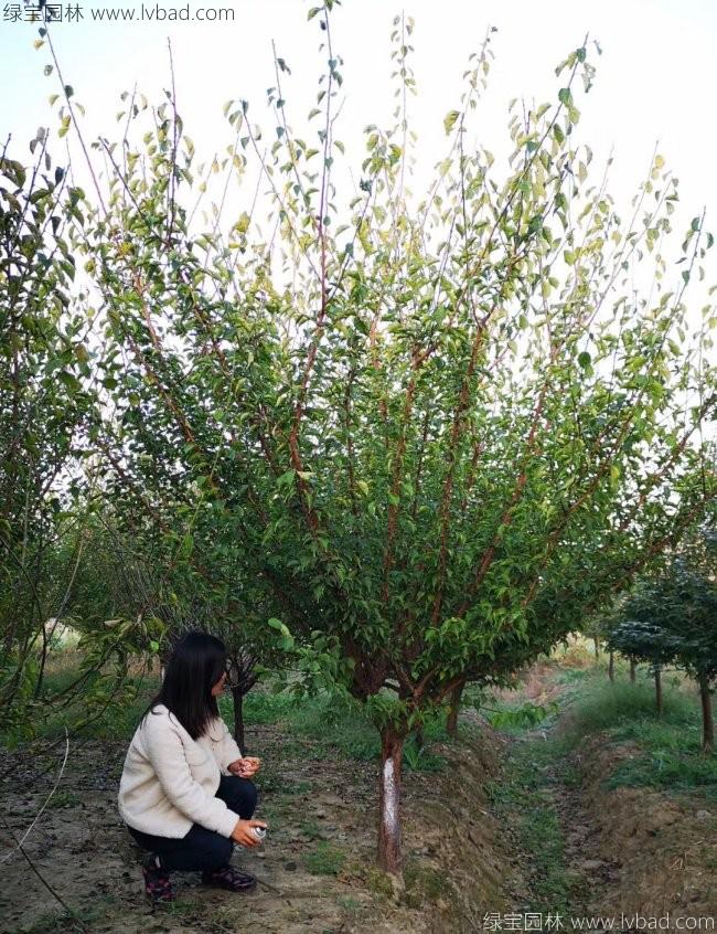 紅梅花紅梅樹(shù)苗木植物