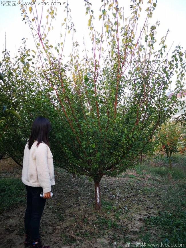 紅梅花紅梅樹(shù)苗木植物