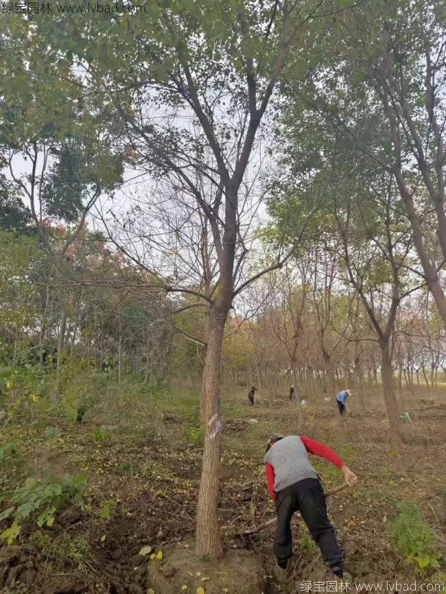 烏桕樹苗木