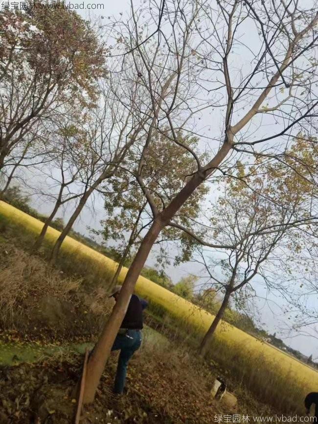 烏桕樹苗木
