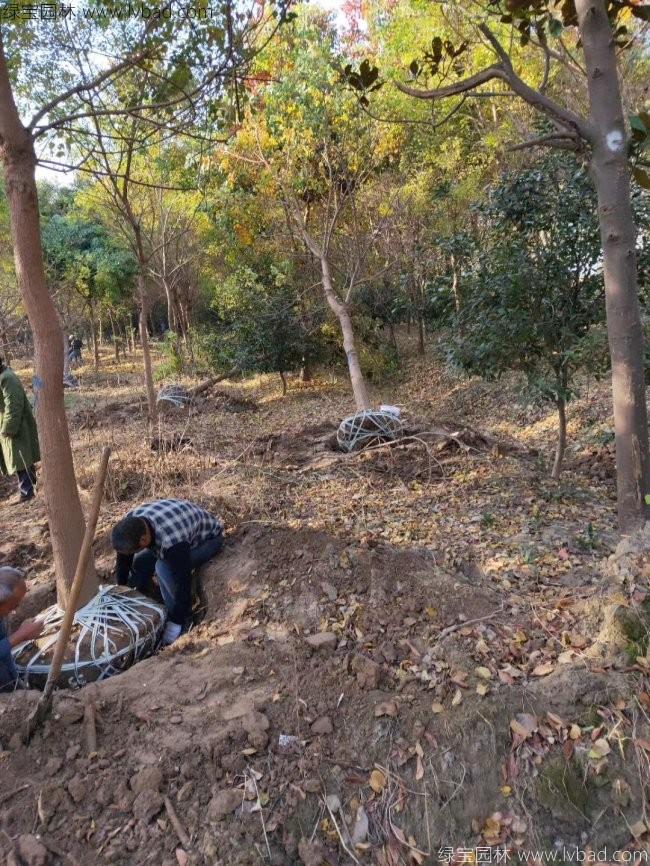 烏桕樹苗木