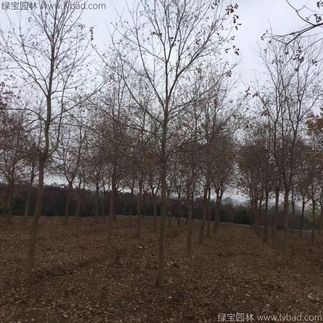 烏桕樹苗木