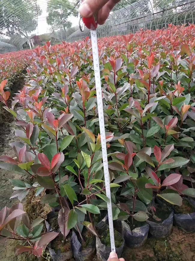 <a href='http://m.wuzhouwash.com/linmuzhongzi/1747.html' target='_blank'>紅葉石楠</a>苗