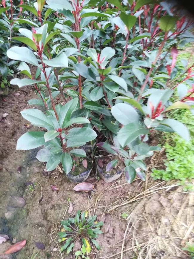 紅葉石楠苗