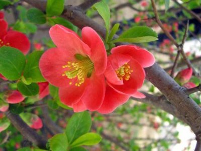 貼梗海棠