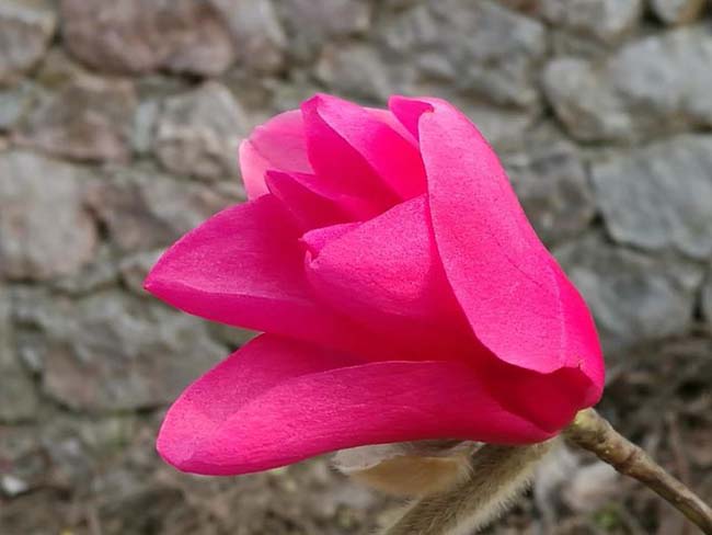 <a href='http://m.wuzhouwash.com/xingdaoshu/3378.html' target='_blank'>紅玉蘭</a>苗木