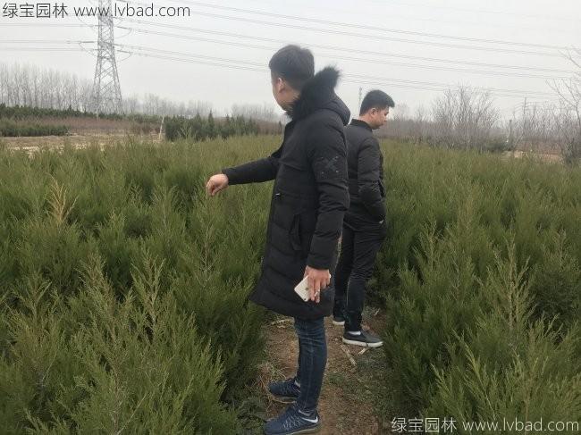 蜀檜